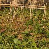 Alcune zolle di terreno incolto trasformate in orti verdi grazie ai volontari dell'associazione